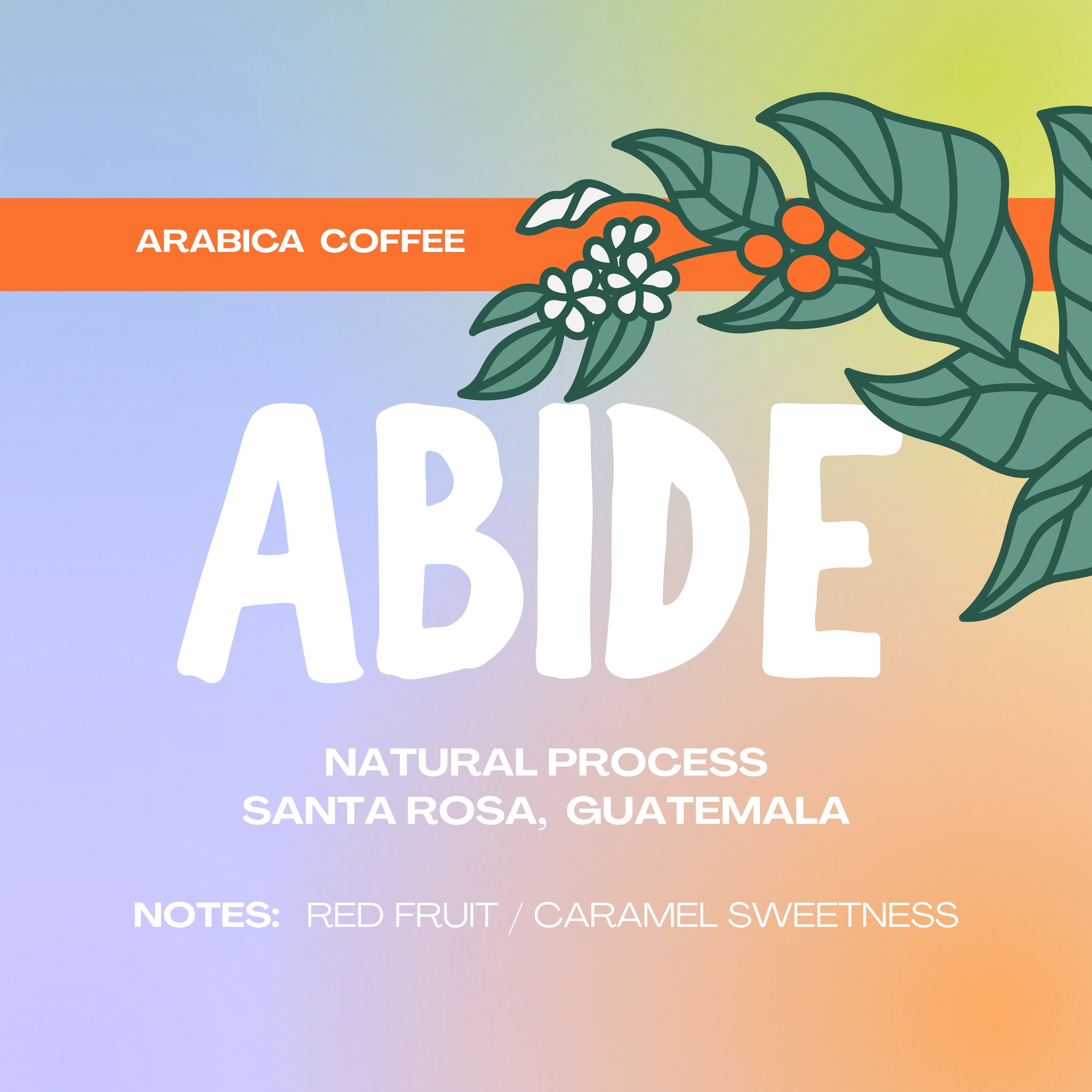 ABIDE -  Medium Roast